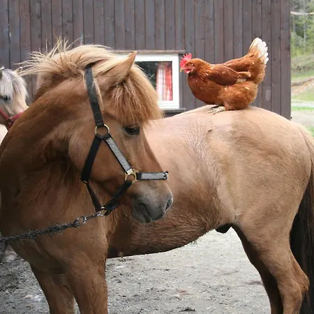 Dalseter Hoyfjellshotell 3* וינסטרה