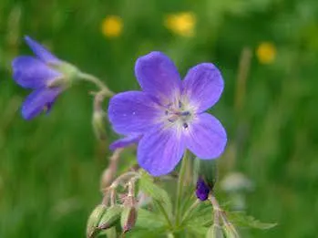 Hotell Dalseter Hoyfjellshotell Vinstra